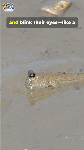 The Fish That Can Walk on Land! 🐟🚶‍♂️ | Mudskipper