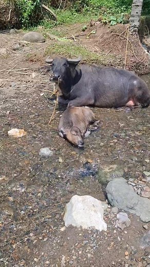 Baby carabao | Jigger Villacorta