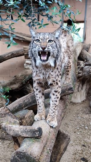 The lynx lets out a loud 'ROAR!' #animallife #wildlife #animals #lynx #bigcatswildlife