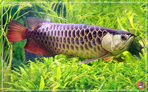 Asian Arowana - Habitat, Care, Feeding, Tank Size, Breeding - AquariumNexus