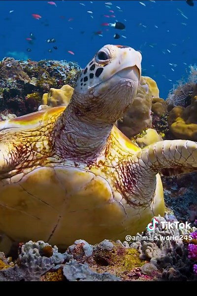 Animals world on TikTok