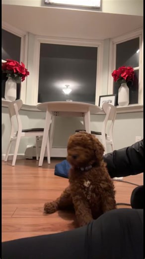 Konas first day home