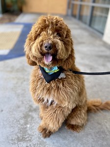 How to Teach Your Puppy Good Manners! — The Puppy Academy