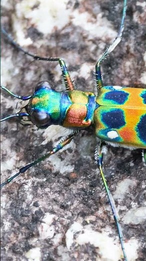 JAPANESE TIGER BEETLE!!! 🪲🇯🇵