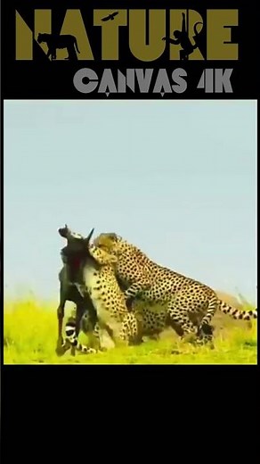 "Cunning Cheetah Outsmarts Buffalo: Epic Predator Trick Revealed"