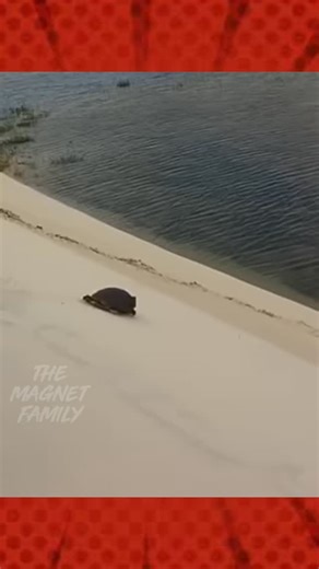 The Magnet Family on Instagram: "Oh no Garry‼️😂😭 #magnetbytes #funnydub #animalfunny #gorilla #kong #pets"