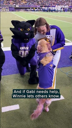 Watch Winnie the marching service dog support her owner on the field