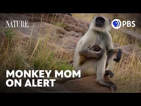 Mom and Newborn Monkey Escape Wild Dogs | Parenthood | NATURE