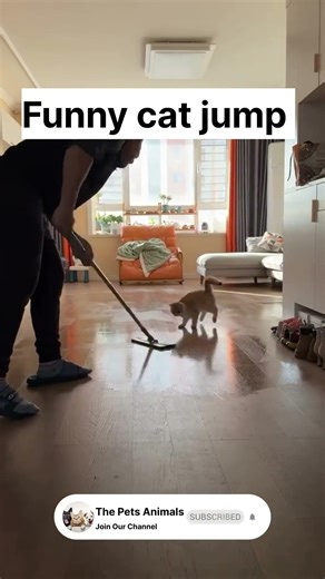 Epic Cat Jump Fail! 😂😺 Funniest Jump Ever | Viral Cat Short