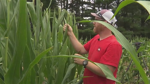 The importance of detasseling for agriculture innovation and making corn more weather resilient