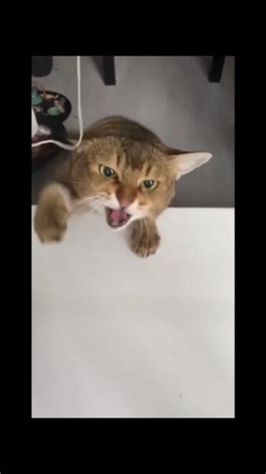 funny cats videos!! #agrocat #aggresivecats #funny #gry #on