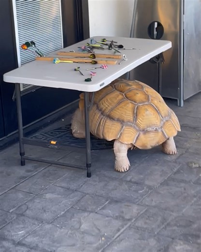 "WATCH THE TABLE!" 🤣🐢 | LADbible Australia