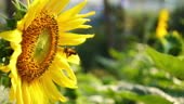 Bumble bees collecting pollen from a sunflower