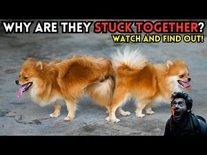 🐾WHY DO DOGS GET STUCK TOGETHER AFTER MATING?🐶❤️