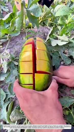 Cortar sandía: Cómo este método transforma una fruta común en una obra de arte