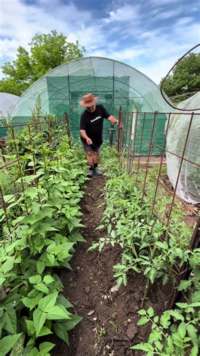 Expert Tips for Growing Healthy Tomatoes in Your Garden