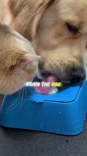 How to Help Your Dog Burn Off Energy