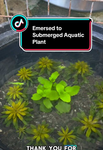 Ludwigia Pantanal propagation sa palanggana