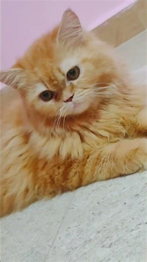 Golden Persian Kitten Close-Up (Big Eyes, Maximum Fluff) | Persian Cat Diaries #cat #catshorts