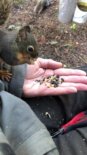 Baby brown Douglas squirrel comes to my hand for two days in a row. Has a little interaction with the resident alpha brown squirrel skruffy and the alpha eastern Grey squirrel Gus. The baby is about as spunky for his age of any I have ever seen.