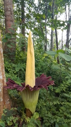 bunga bangkai raksasa (Amorphophallus titanum) #bunga #bungabangkai #sumaterautara #langkat