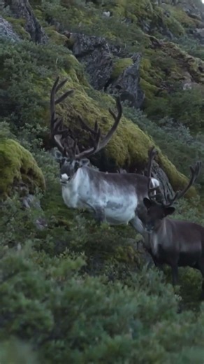 Mountain Reindeer (Caribou) Bow hunting #reindeer #bowhunting