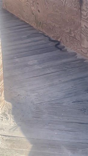 1.4K views · 45 reactions | Squared up with a snake today who tried to stop me from getting on the beach 﫣﫣 And don’t tell me it’s a “friendly” snake - heck no! | Robin Zink Layne | Facebook