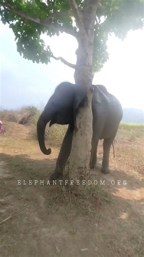 The Life They Deserve 💚Chiang Mai #ElephantLife #ElephantExperience#Freedom #Wildlife #NatureLovers
