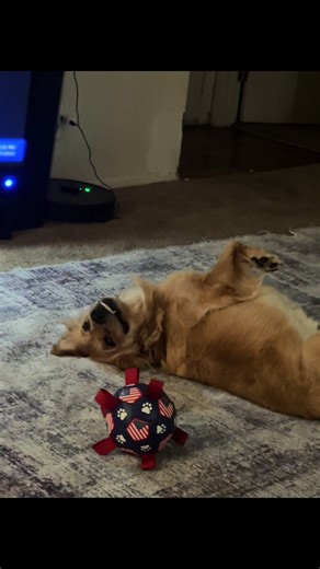 ⚽🐾 “Move over AirBud… Lady’s got the ultimate soccer ball upgrade! 🎉 Loops for tug, chase, & nonstop play 🐶💛 #dogtok #dogtoys #goldenretriever