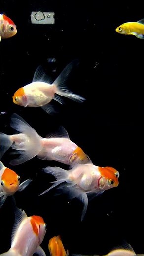 Comet Goldfish – Beautiful Long Tail Swimming Gracefully! 🐠 #Shorts #LianaFish