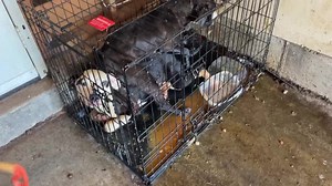 430K views · 12K reactions | There are no words for this one.  Strayrescue.org/donate | Stray Rescue of St. Louis | Facebook