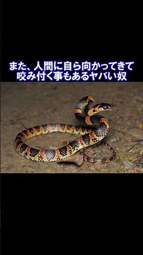 The story of the most ferocious snake in Japan (Yukkuri)