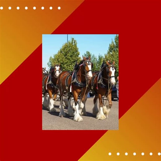 37 reactions | The famous Budweiser Clydesdales are returning to northeast Ohio! 3️⃣ chances to see these stunning horses:  Thursday, 9/11 from 4-6pm at @waynecountyfairoh  Friday, 9/12 from 4-6pm at Bellville Street Fair  Sunday, 9/14 from 3-5pm at @ashlandcountyfair Gather your loved ones for an experience you'll never forget! | Medina County Fair | Facebook