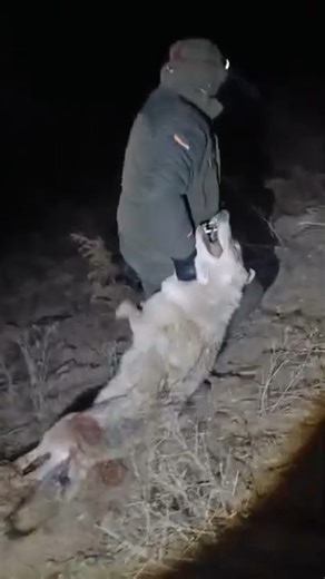 Another wolf hunt. #hunting #wolfcales #wolfhunting