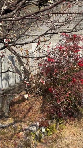 くろ谷【蓮池の梅】金戒光明寺の梅は、例年3月上旬から下が見頃（2026年2月2日）