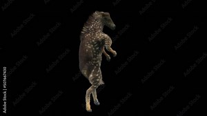 Rare polka-dotted baby zebra, Zebra Dancing, 3d rendering, Animation Loop, cartoon, included in the end of the clip with Alpha matte.