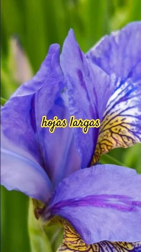 Origen y características de la Flor 🌸 IRIS | #flores #plantas #jardin #flowers #garden