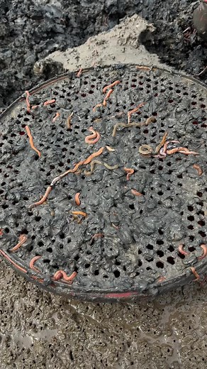 Exploring Earthworms on a Metal Grate in Soil