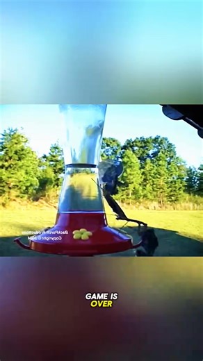 1.7K views · 16 reactions | Power of the praying mantis. #animals #wildanimals… | Big Brains | Facebook