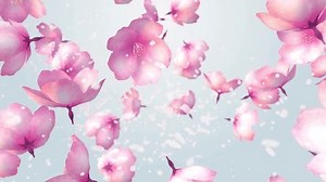 Animated Cherry Blossom Floating On Background Stock Footage Video (100% Royalty-free) 1103033817 | Shutterstock