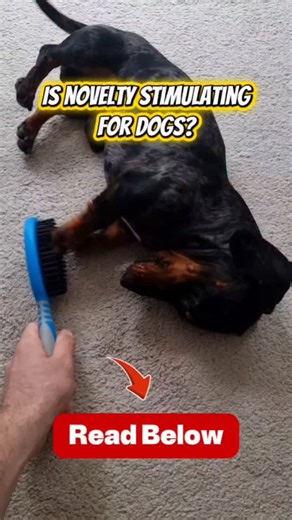 Dovecote Dogs on Instagram: "Is novelty stimulating for dogs? 👀🐾 Absolutely — and it’s one of the most powerful ways to build confidence. Dogs live in a human-designed world full of things that don’t naturally exist in “dog life”: vacuum cleaners, odd textures, unfamiliar objects, strange movements, new sounds… even a simple brush on the floor can be a whole new puzzle. Because of that, novelty naturally activates curiosity, problem-solving and exploration. For many dogs — especially sensitive