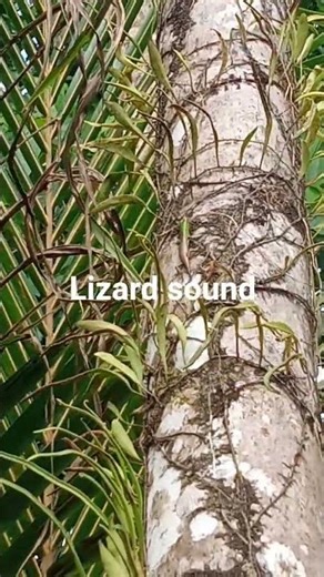 lizard 🦎 sound #cute