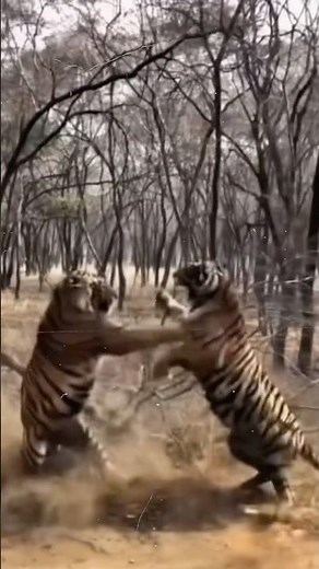 Bengal Tiger vs Bengal Tiger – Jungle Fight Explained! #wildlifefacts