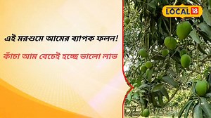 8K views · 13 reactions | Mango : এই মরশুমে আমের ব্যাপক ফলন! কাঁচা আম বেচেই হচ্ছে লক্ষ্মী লাভ #Local18 #News18Bangla #Mango | News18 Bangla | Facebook