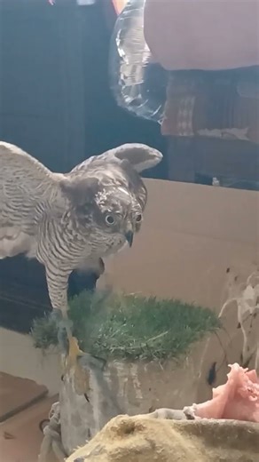sparrow hawk start jumping
