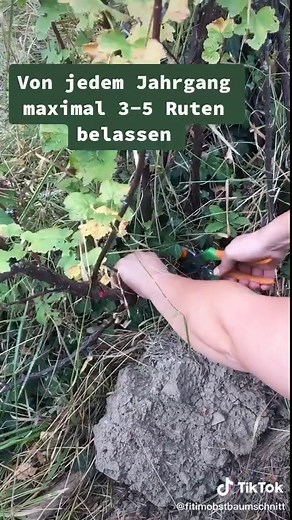 Schneiden von Johannisbeeren: Tipps zur Vermehrung von Johannisbeersträuchern