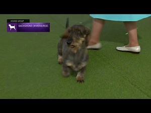 Dachshunds (Wirehaired) | Breed Judging 2023