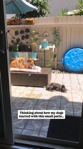 Harley, Chevy and Pigpen went from a 10x20 patio (which they did love for sunbathing), to a rental yard that I thought was a dream. To half an acre. Holly skipped the leveling up phase and went right into pure luxury. 😂😂 I can’t imagine living anywhere else. And I’m so happy Chevy got to experience this yard too.🌈 #dogsarethebest | Chevy the boston