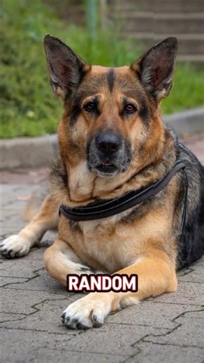 Why Your Dog’s Nose Is Always Wet 👃🐶💧