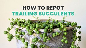 How to repot your hanging succulents 🌱 🤓 | Succulents Box